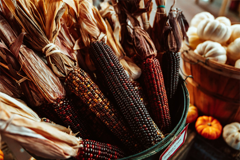 Basket of red and black corn cobs