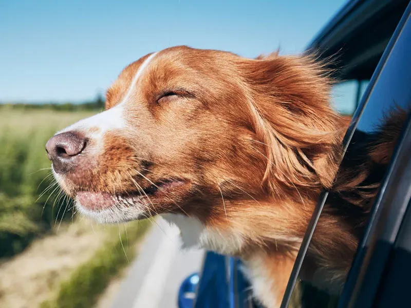 Dog sticking their head out a car window